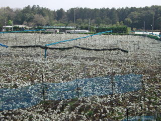周辺マップ 鎌ケ谷市立南部小学校